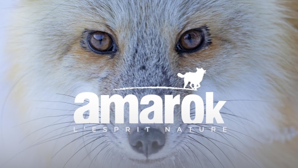 Amarok